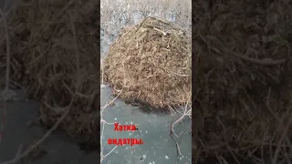 Хатка ондатры.