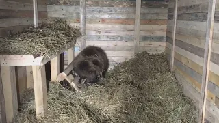 Медведица Маша изучает свой домик в Калуге