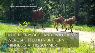 Moose with twin calves caught on trail cams in northern Minn.