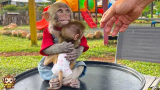 Super smart! YiYi protects baby monkey when meeting strangers