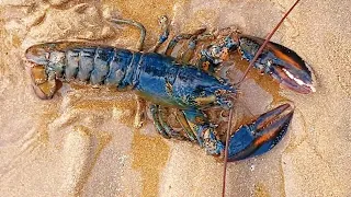 Xiaozhang Finds BIG LOBSTER And Abalone In The Drain(Catch the sea)