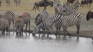 Zebras