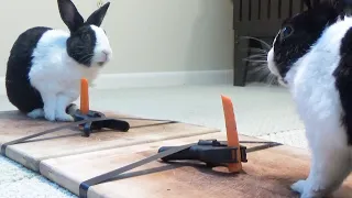 Rabbit eating carrot has existential crisis