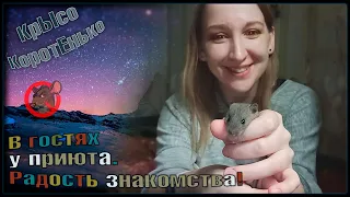 В гостях у приюта! 😁 Крысёнок пасючок пристроен, и радость знакомства. 🐭 (Wild Rats | Дикие Крысы) 🐭