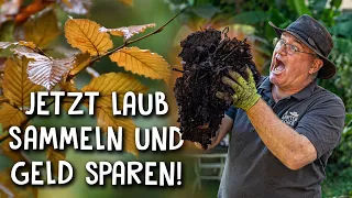 Laub sammeln und kompostieren 🍂 - Blätter in wertvolle Lauberde verwandeln