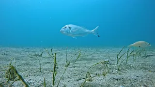 HOOK CAM - Sea bream eats bait (CUTTLEFISH)