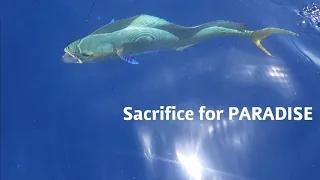 SACRIFICE for PARADISE explained   mahi Tuna Barracuda SASHIMI