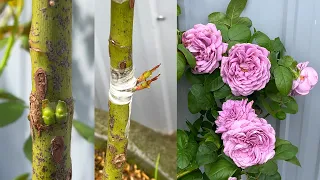 Home Garden to try a new way of grafting roses | Taking care of the rose garden