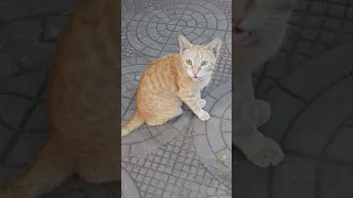 𝙏𝙝𝙞𝙨 𝘾𝘼𝙏 𝙞𝙨 𝙖 𝙨𝙤𝙘𝙞𝙖𝙡 𝙨𝙥𝙚𝙘𝙞𝙚𝙨! 🐈 #viral #shorts #short #shortvideo #trending #cat #video #love #pets