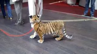 Baby Tiger