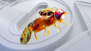 California to dump millions of fruit flies into LA