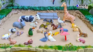 Fun Learning with Birds, Cute Domestic & Zoo Animals in Muddy Sandbox | Kidiez World TV