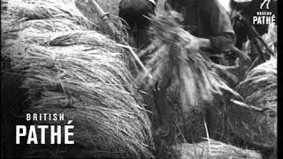 Rice Harvest In Indo-China (1951)
