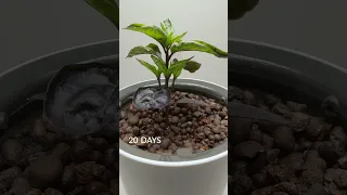 Lila Luzi Chili - Use code "BOXLAPSE" on botanium.se for 15% discount on their self-watering planter