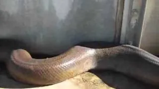 Big Snake Большая змея.flv