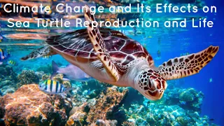 Climate Change And Its Effects on Sea Turtle Reproduction and Life