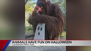 Cameron Park Zoo animals enjoy Halloween