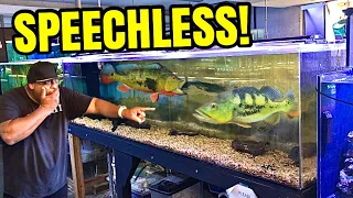 THESE HUGE FISH HAVE GOT TO BE ILLEGAL!