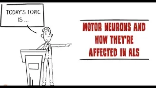 How motor neurons are affected by ALS