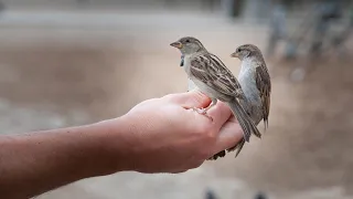 Как поймать воробья