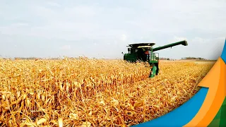 Colheita deve pressionar milho no Brasil, mas clima dos EUA pode trazer boas oportunidades de venda