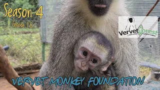 No more orphan baby monkeys in Disneyland, happy  monkey foster moms