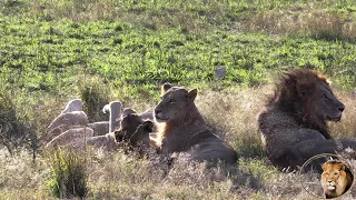 Old Hamiltons Lion King With His Beautiful Sons And A Lioness, Part One