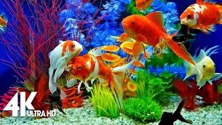 Under Red Sea 4K 🐳 Incredible Underwater World - Tropical Fish, Coral Reefs, Jellyfish Aquarium