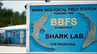 The Shark Lab