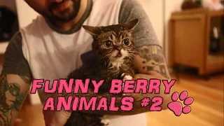 Funny animals - cute cats dogs, Pet Compilation 2015 || Funny Berry Animals #2