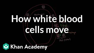 How white blood cells move around | Immune system physiology | NCLEX-RN | Khan Academy