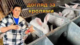 Розведення кролів термонська біла. Життя в селі