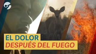 Los INCENDIOS y la TRAGEDIA ecológica de CORRIENTES como NUNCA la viste: lo que el FUEGO dejó