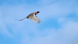 SHOTKAM Highlights - Hunting Washington Upland: Pheasants, Quail and Waterfowl: Geese and Mallards