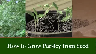 How to Grow Parsley Plants from Seed and How to Speed up Germination.