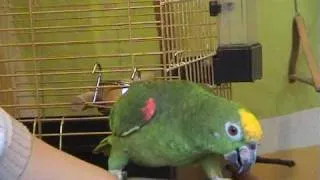 Мой любимый попугай