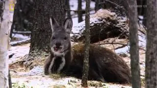 Wild Russia   english Documentary National Geographic Wild Part 1