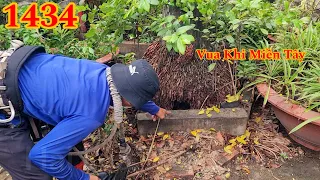 Quá nguy hiểm khi gốc cây Cau Vua bị lủng lỗ ! Cutting king areca trees