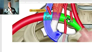 Anatomy of head and neck module in Arabic 70 (Subclavian artery, part 1) , by Dr. Wahdan