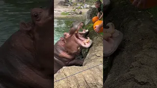 😮 Hippos eating pumpkins #shorts