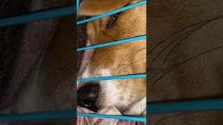 Sleepy Dog|| Snoring Sound of Dog  #beaglepuppy #funny #shorts #sleepydog #snoring