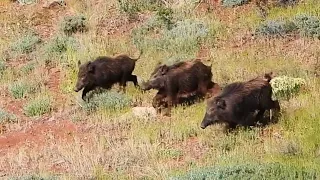 TOP WILD BOAR HUNTING VIDEOS IN SUMMER - YAZIN EN İYİ DOMUZ AVLARI