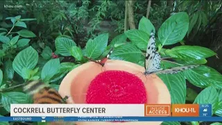 Inside Access: Cockrell Butterfly Center