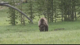 Hayden man mauled by grizzly in Montana Saturday is recovering