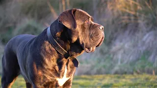 Cane Corso the Drift King