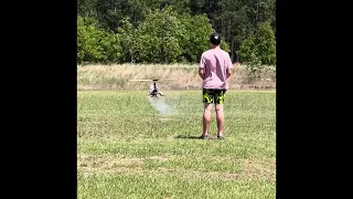 Maden flite on a mosquito