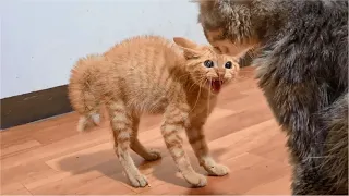 Kitten angry and hissing first time meet the new Cat