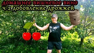 самодельное домашнее вино из вишни 2019 ч2