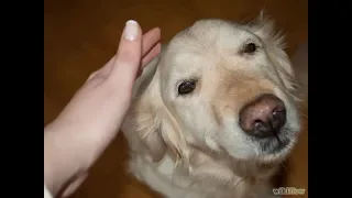 COMO DETECTAR DOLOR EN TU MASCOTA