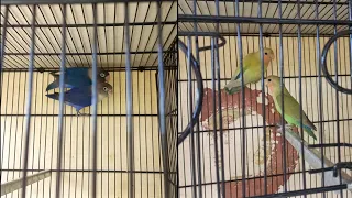 Blue Fishery Lovebirds New Price 2023 | Purchase Lovebirds In Lalukhet | New Love Birds Video